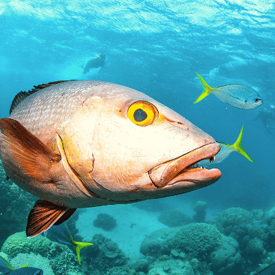 OCEAN FREE & OCEAN FREEDOM SNORKEL GREAT BARRIER REEF